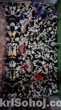 একুরিয়াম